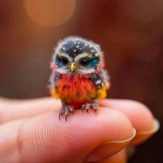 tiny bird